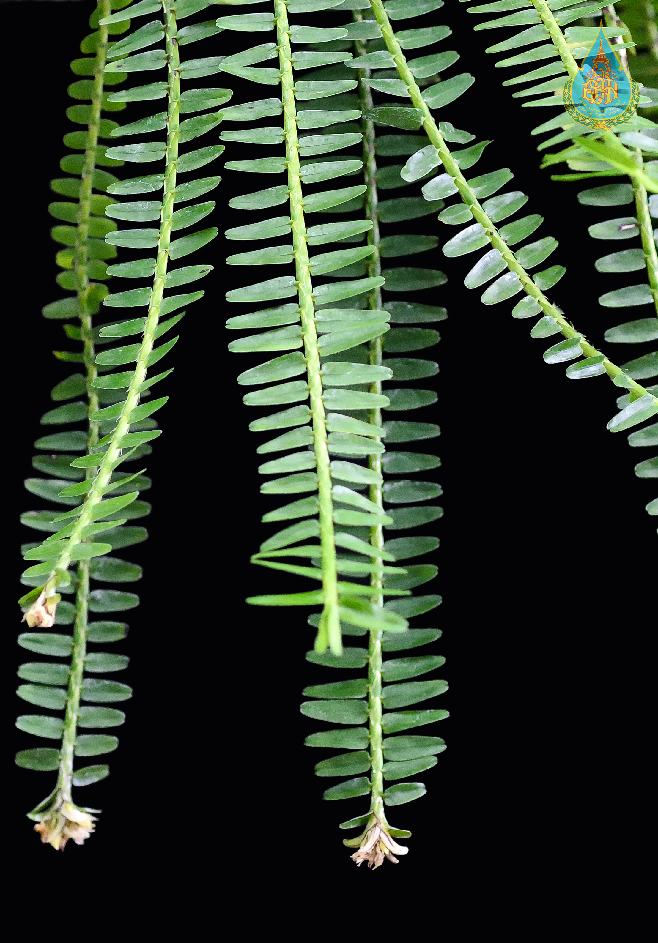 หางแมงเงา Appendicula cornuta Blume<br/>ORCHIDACEAE